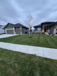 grass mowed in the front of a house